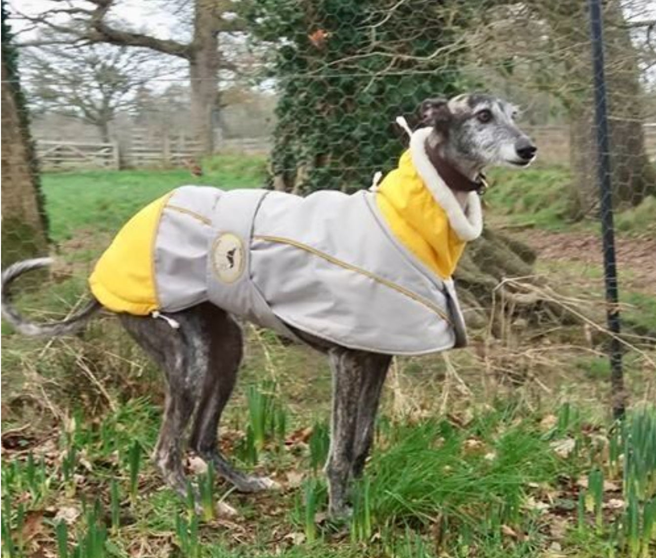 Waterproof Padded Luxury Jacket in yellow for greyhounds and whippets - the luxury winter jacket collection