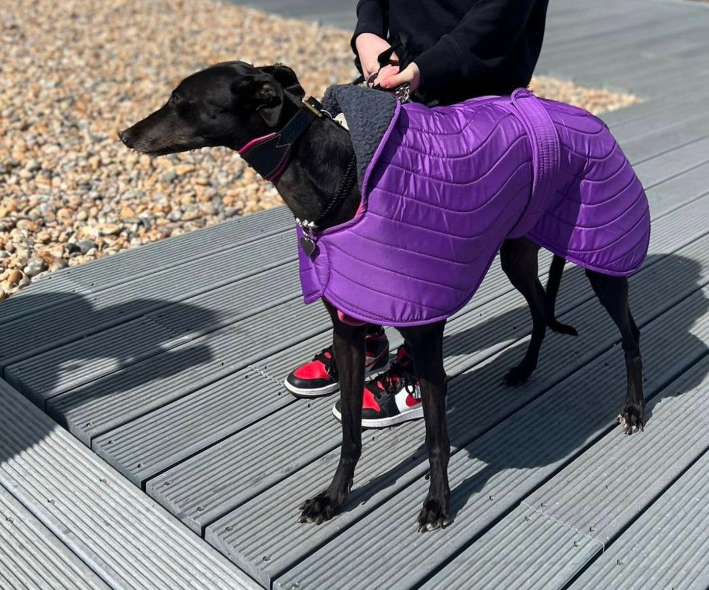 Purple quilted jacket for greyhounds - the premium quilted collection