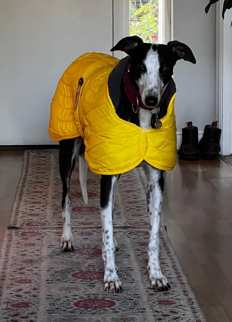 Sunny Yellow Quilted Jacket for Whippets - the premium quilted collection
