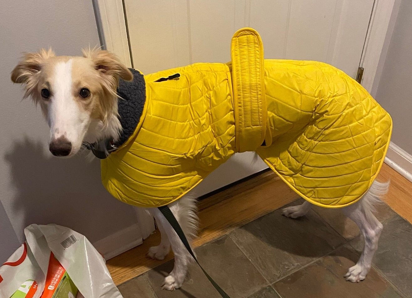 Sunny Yellow Quilted Jacket for Whippets - the premium quilted collection