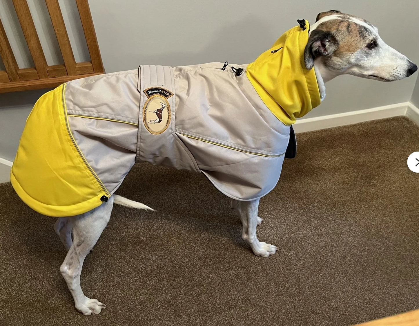Waterproof Padded Luxury Jacket in yellow for greyhounds and whippets - the luxury winter jacket collection