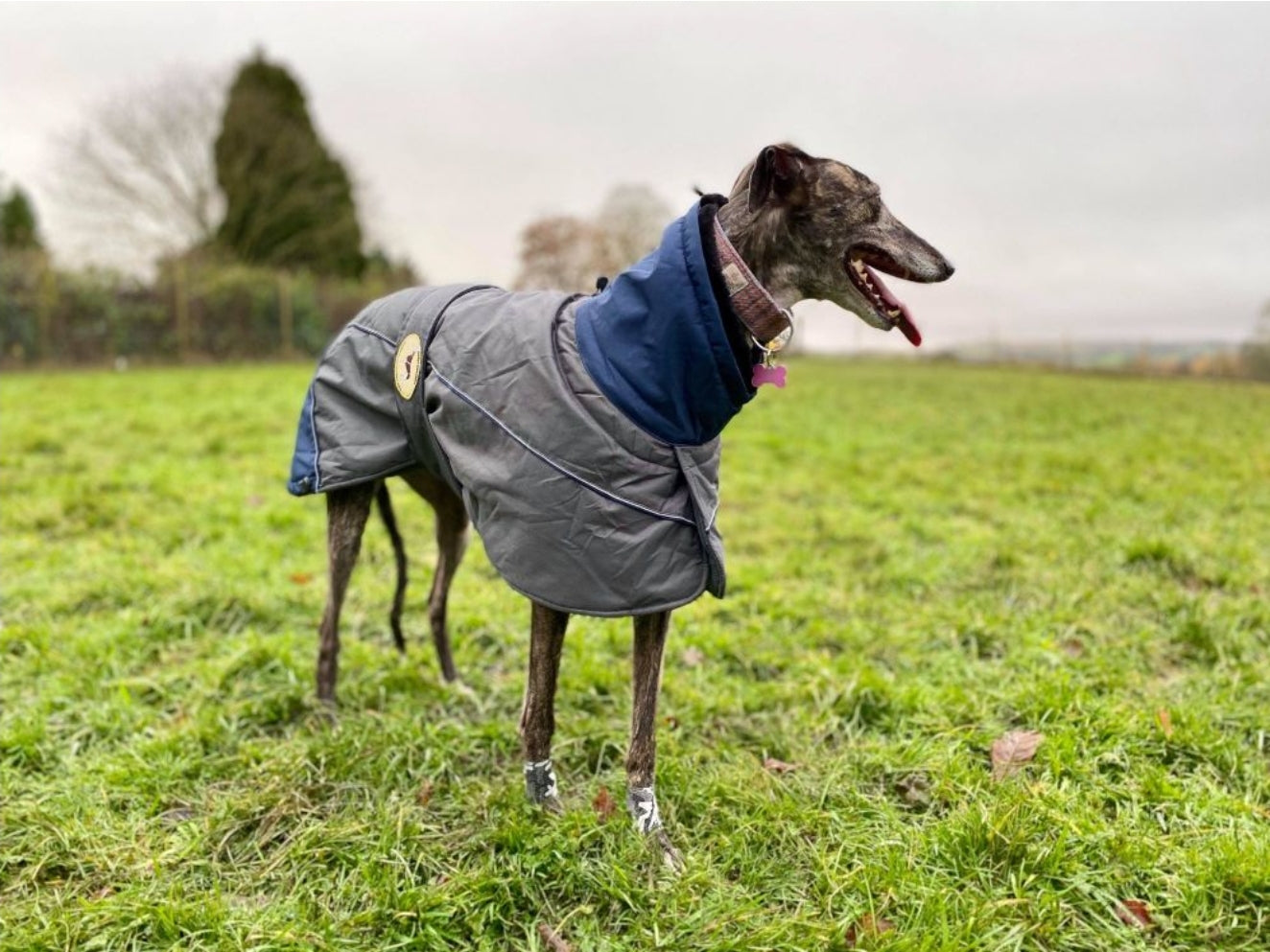 Waterproof Padded Luxury Jacket for Greyhounds Navy/grey- the luxury winter jacket collection