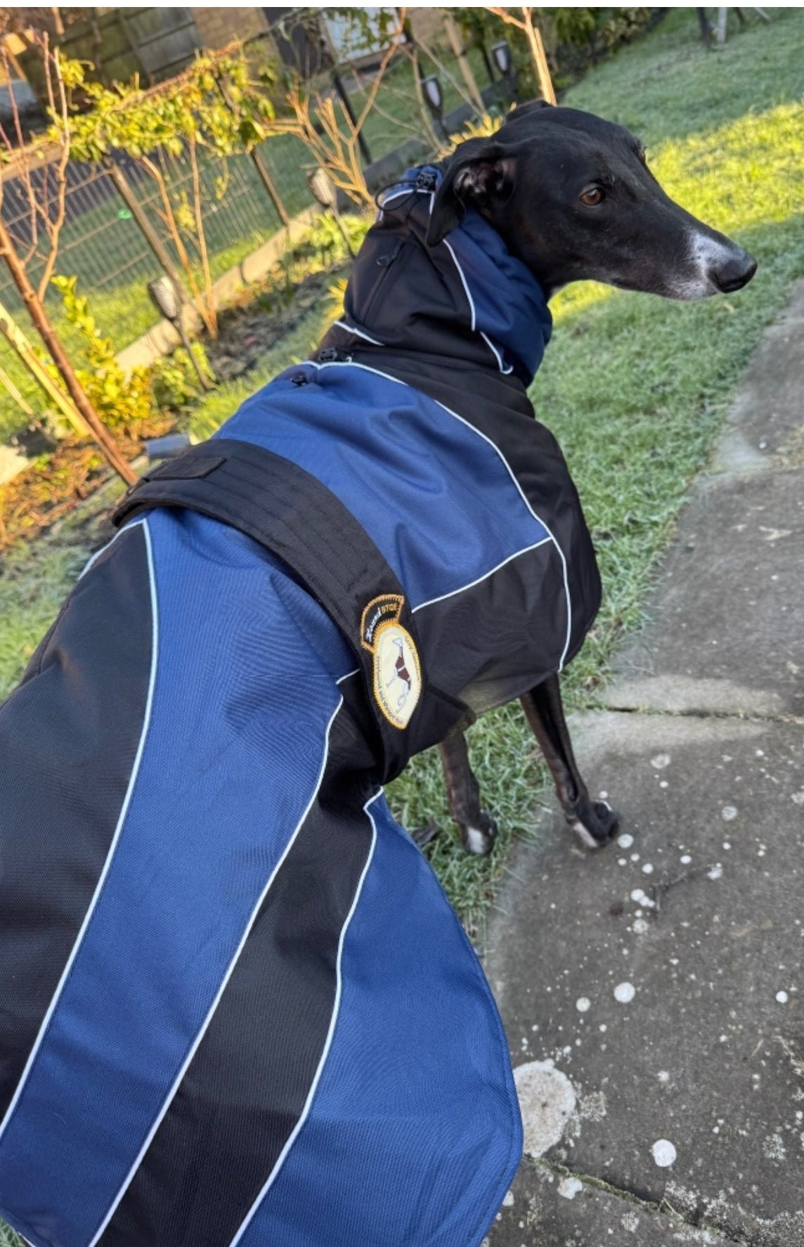 Waterproof Padded Luxury Jacket; Black/Indigo for Whippets - the luxury winter jacket collection