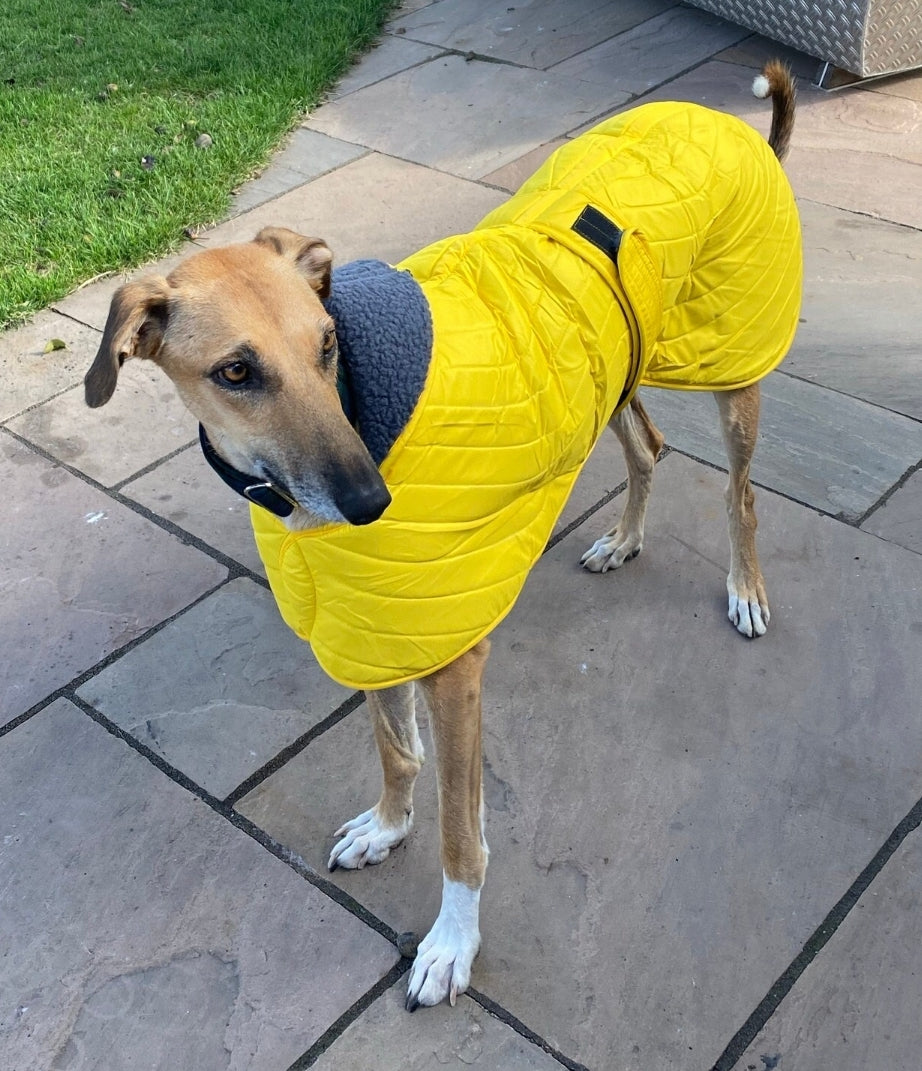 Sunny Yellow Quilted Jacket for Whippets - the premium quilted collection