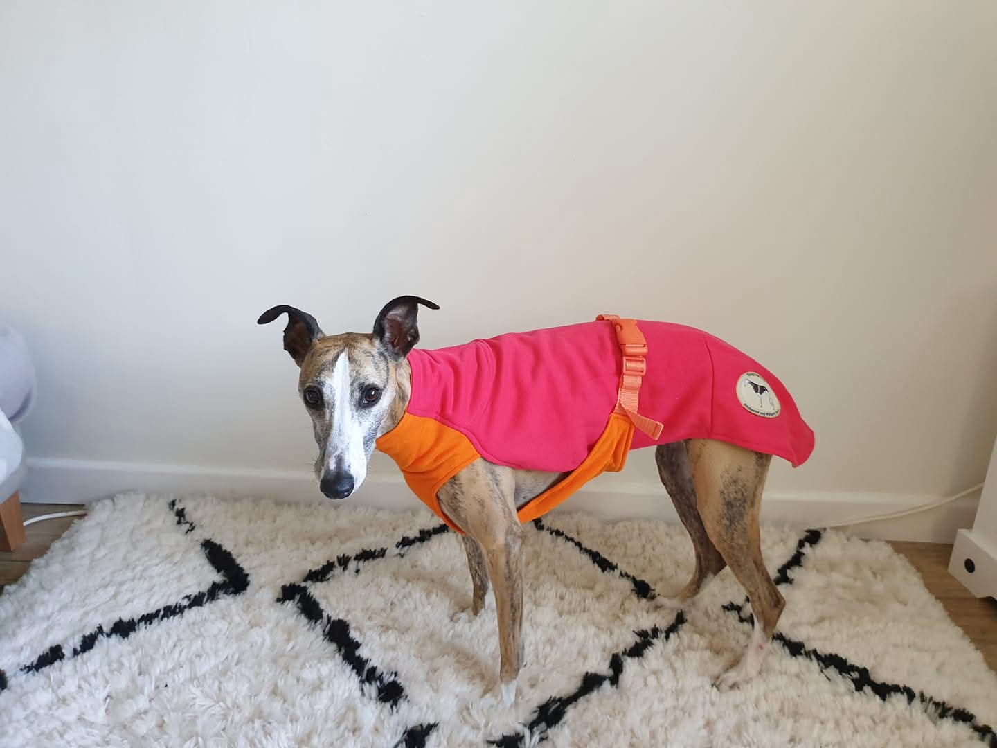 Sweat/Tee shirt for greyhounds, pink+orange - the sweat tee shirt collection
