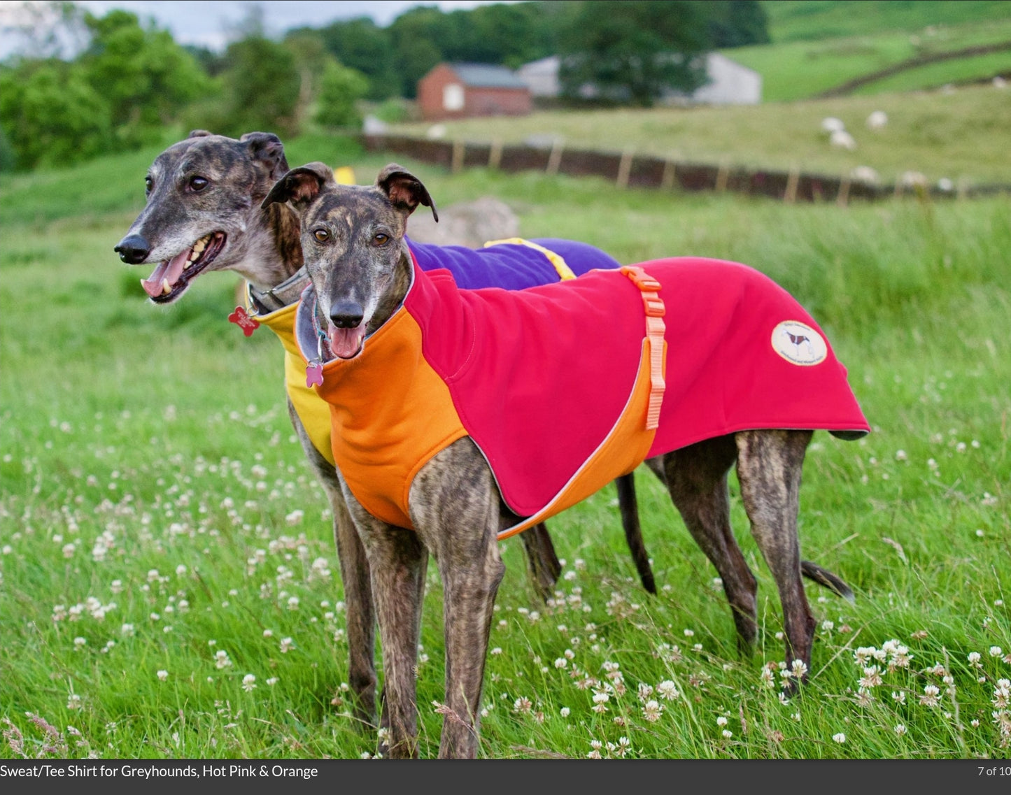 Sweat/Tee shirt for greyhounds, pink+orange - the sweat tee shirt collection