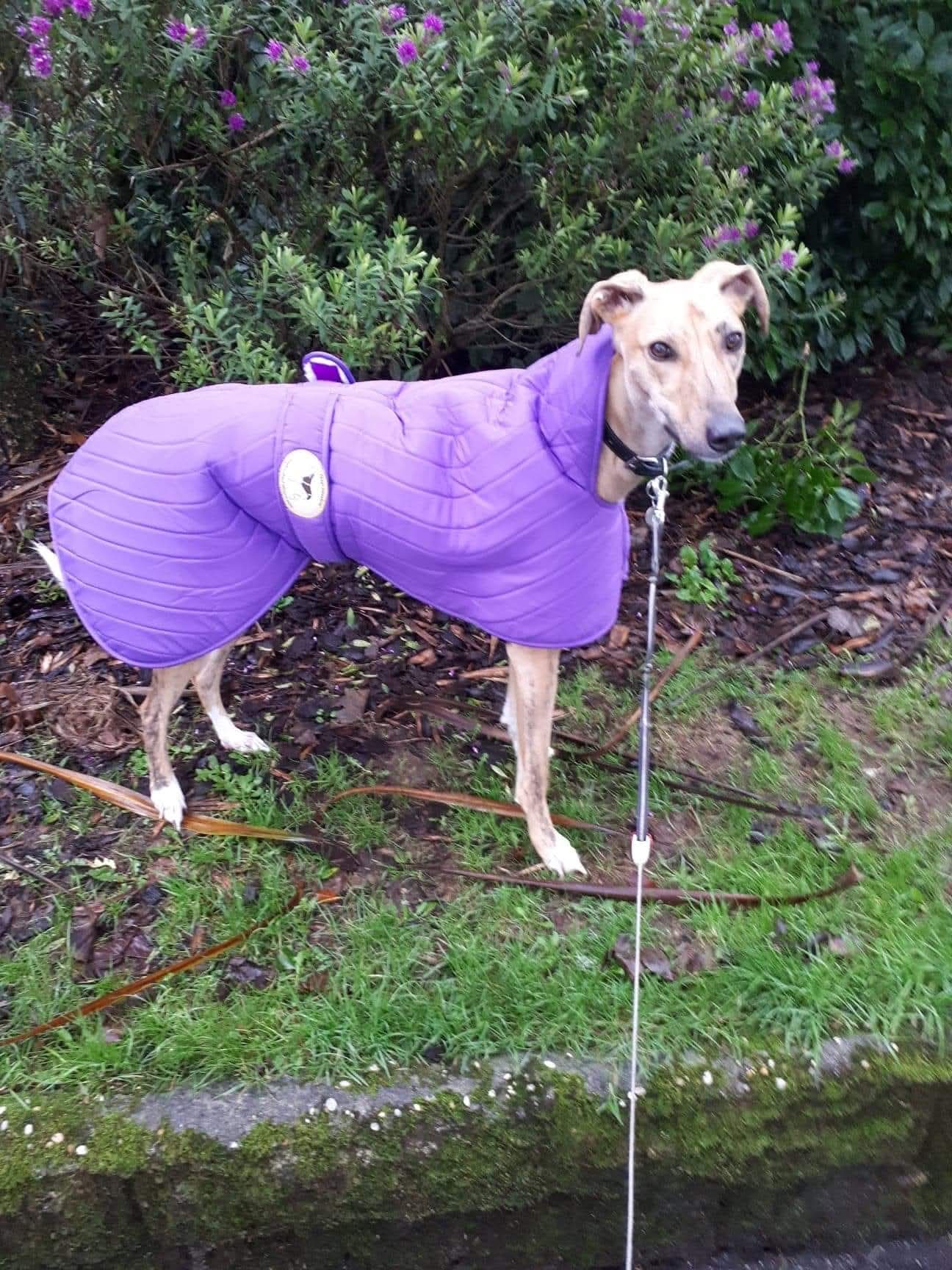 Purple quilted jacket for greyhounds - the premium quilted collection