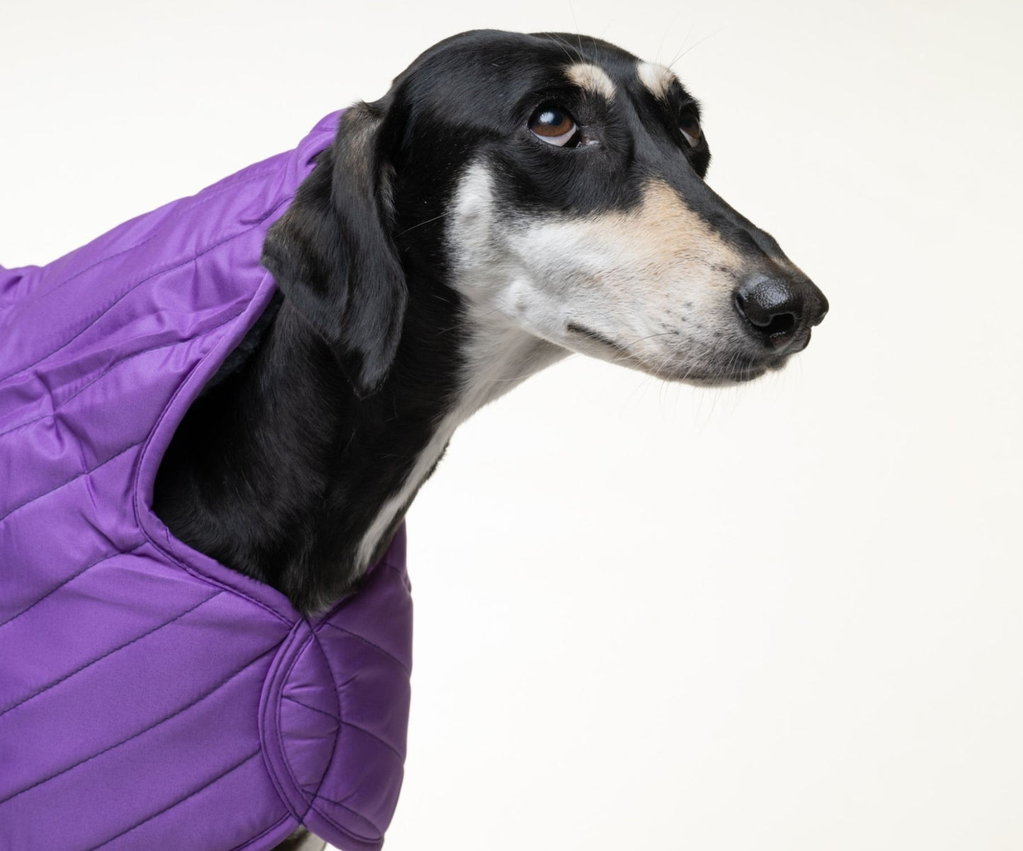 Purple quilted jacket for greyhounds - the premium quilted collection
