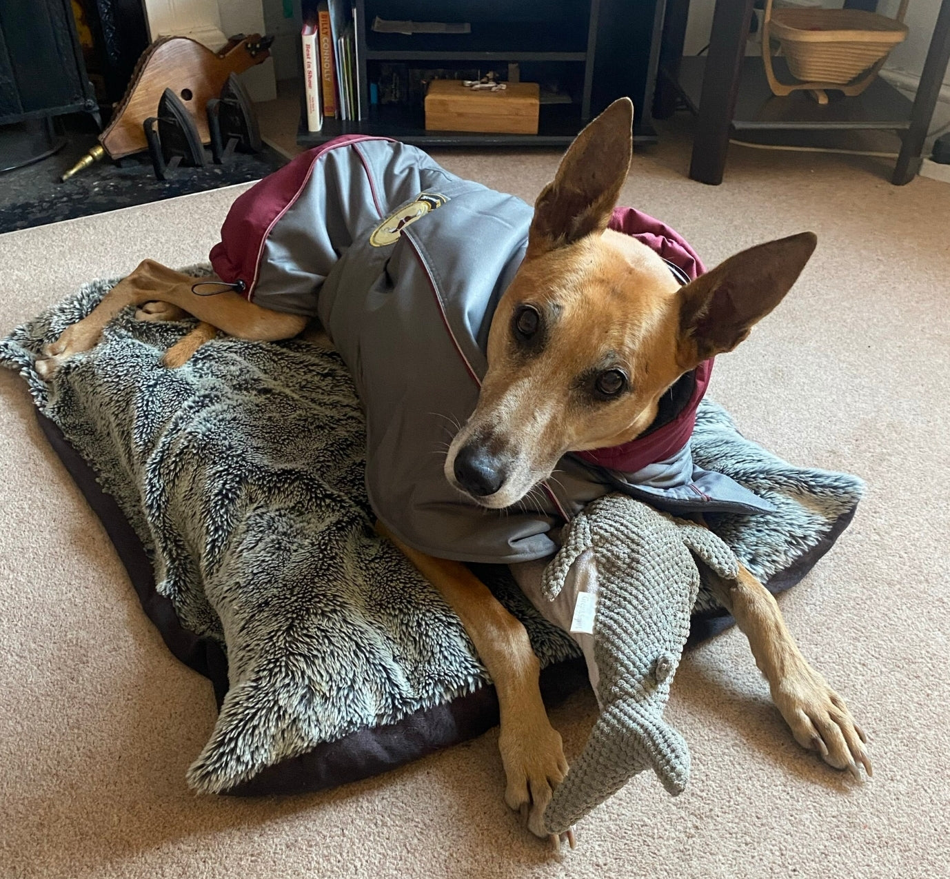Waterproof Padded Luxury Jacket; Dark Grey/Burgundy for Whippets&Greyhounds - the luxury winter jacket collection