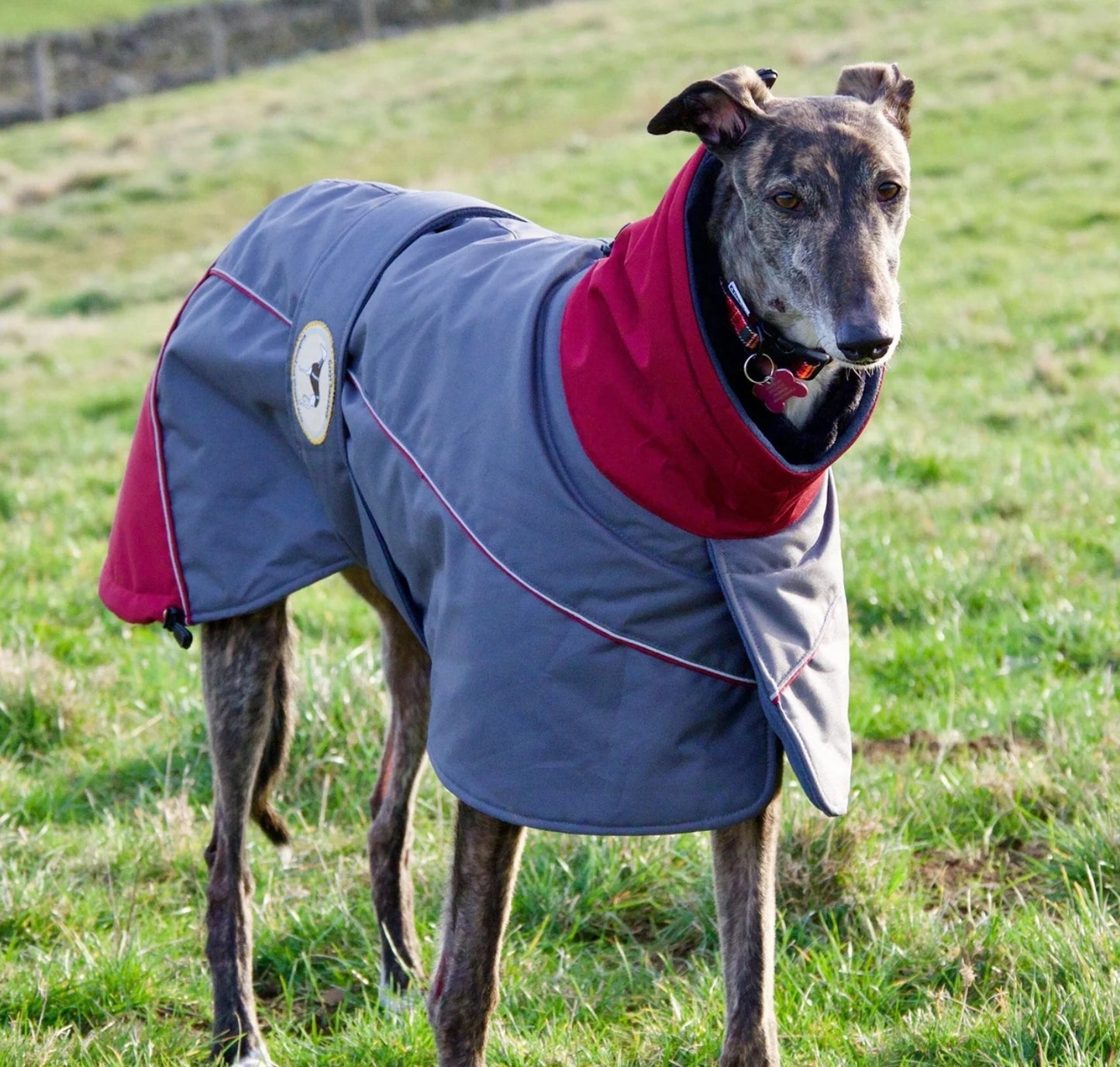 Waterproof Padded Luxury Jacket; Dark Grey/Burgundy for Whippets&Greyhounds - the luxury winter jacket collection