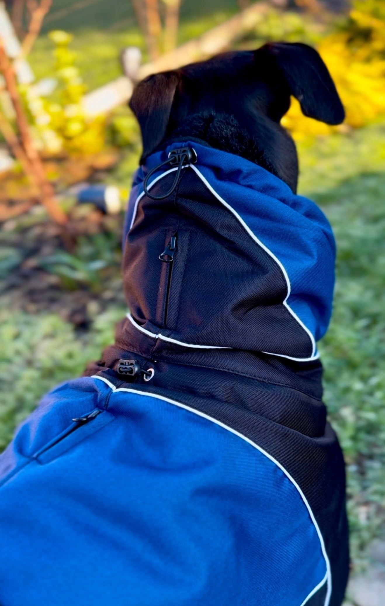 Waterproof Padded Luxury Jacket; Black/Indigo for Whippets - the luxury winter jacket collection