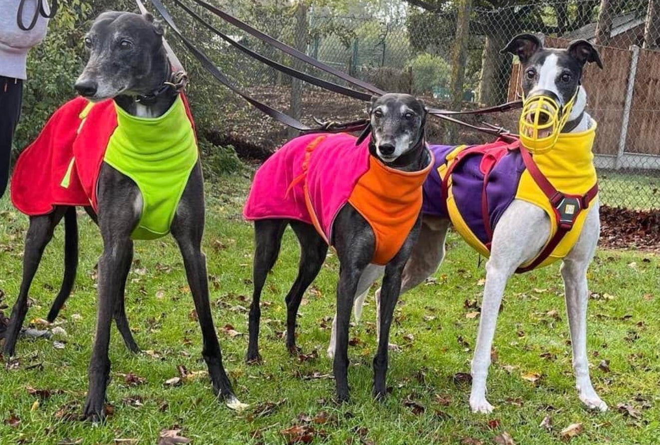 Sweat/Tee shirt for greyhounds, pink+orange - the sweat tee shirt collection