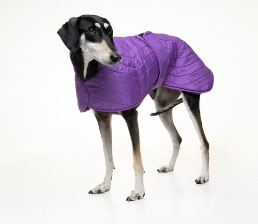 Purple quilted jacket for greyhounds - the premium quilted collection