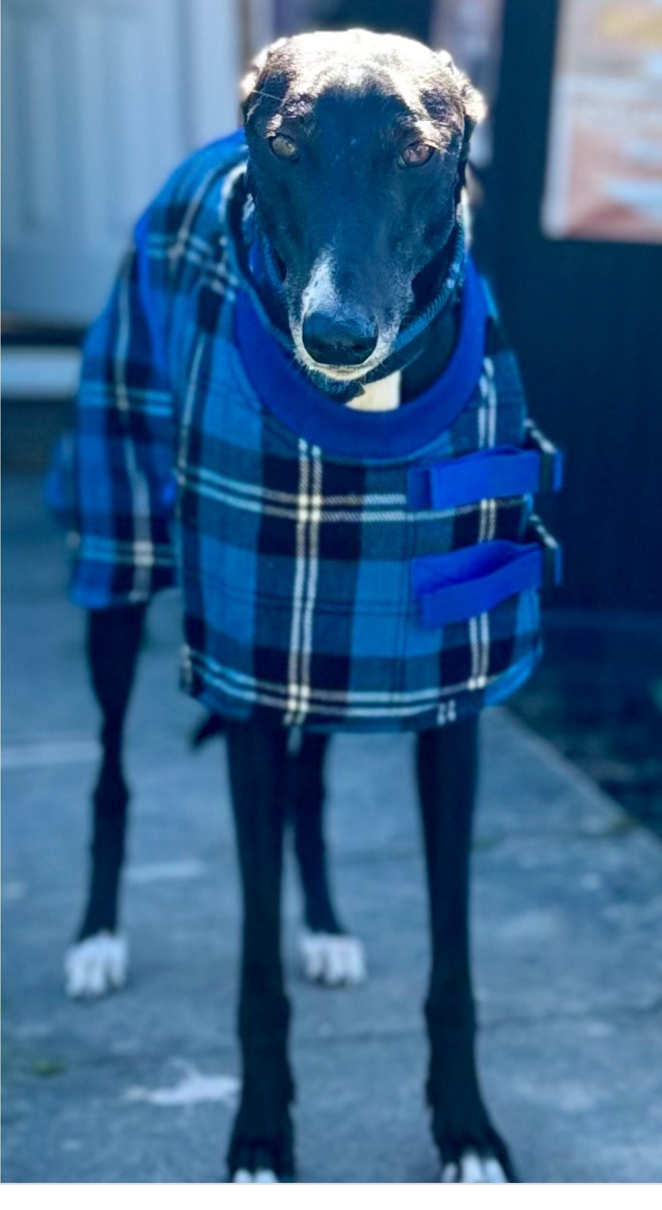 Blue/Black Checked Twill Coat & matching Martingale Collar for Greyhounds - the lighter layer collection