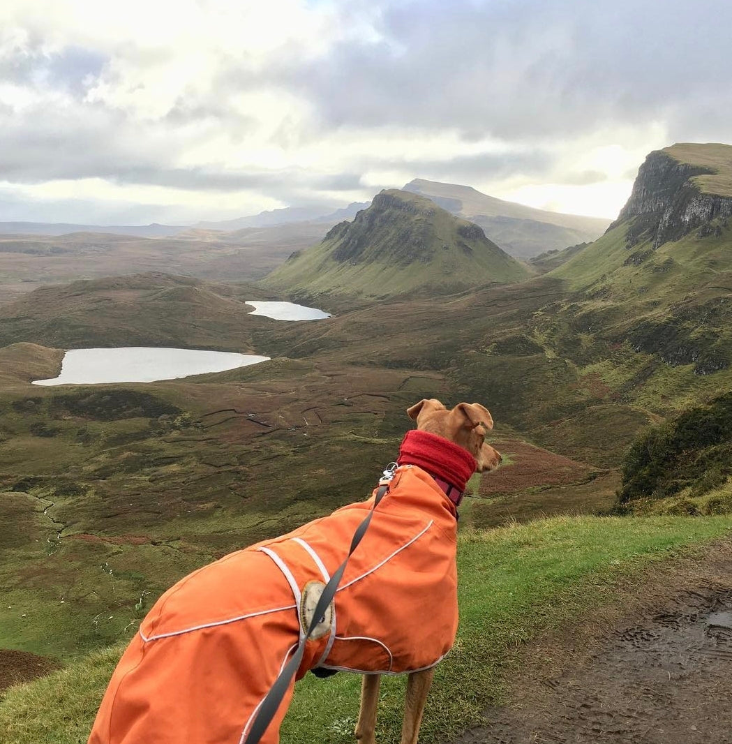 Orange rain mac for greyhounds - the waterproof rain mac collection