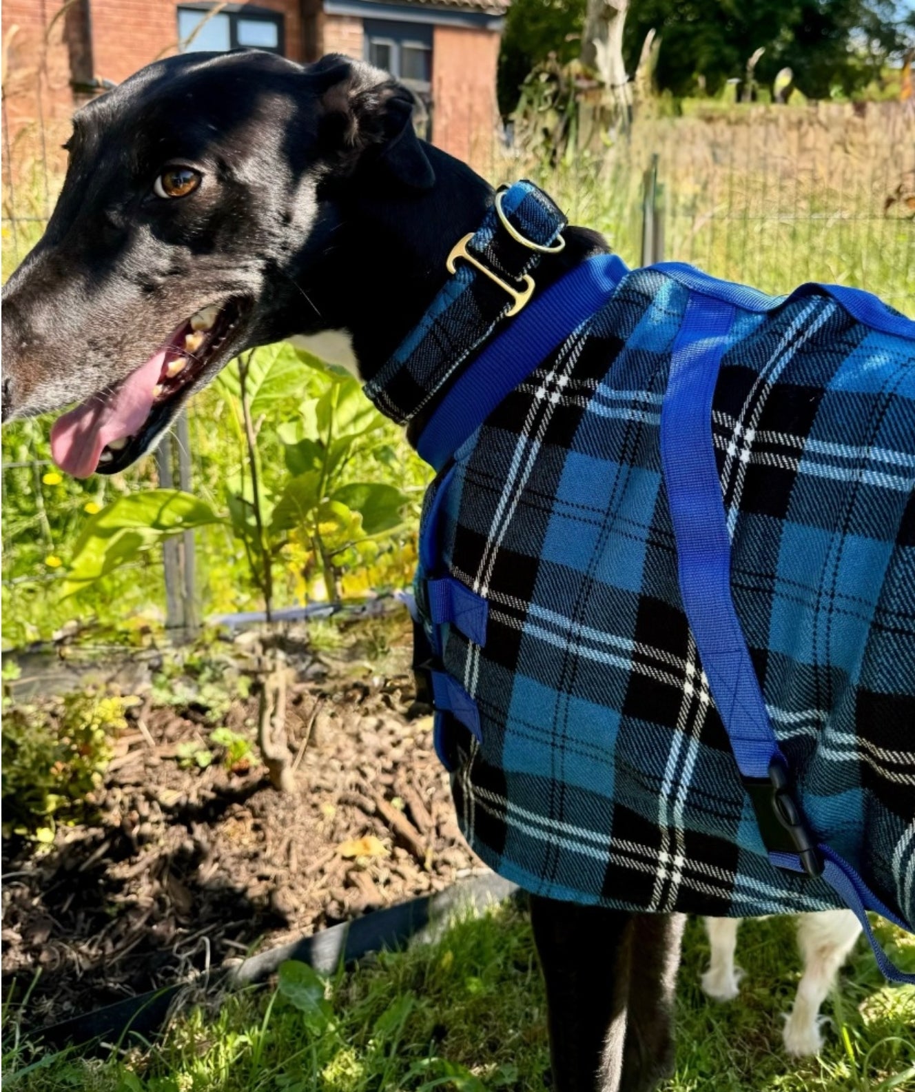 Blue/Black Checked Twill Coat & matching Martingale Collar for Greyhounds - the lighter layer collection