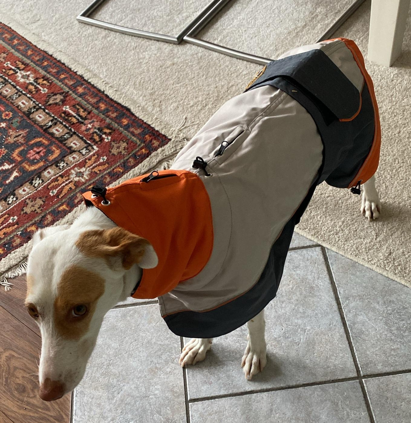 Rain coat for whippets, grey/orange - the waterproof rain coat collection