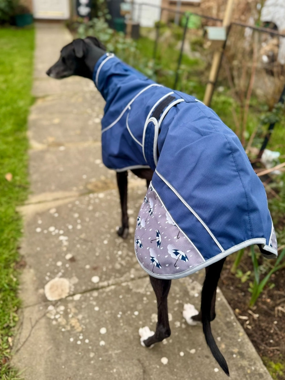 Navy Blue Umbrella Print Rain Mac for Whippets - the waterproof rain mac collection