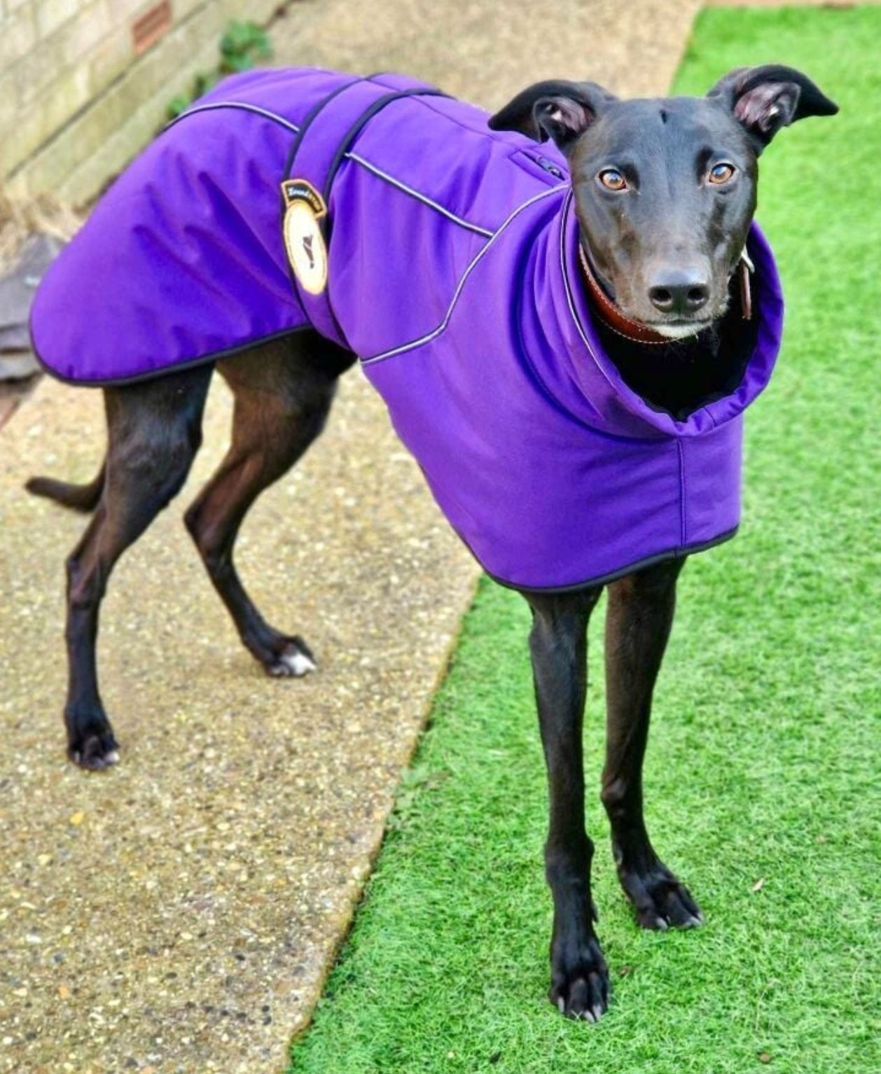 Deep Purple Soft Shell Jacket for Greyhounds - the luxury midweight collection