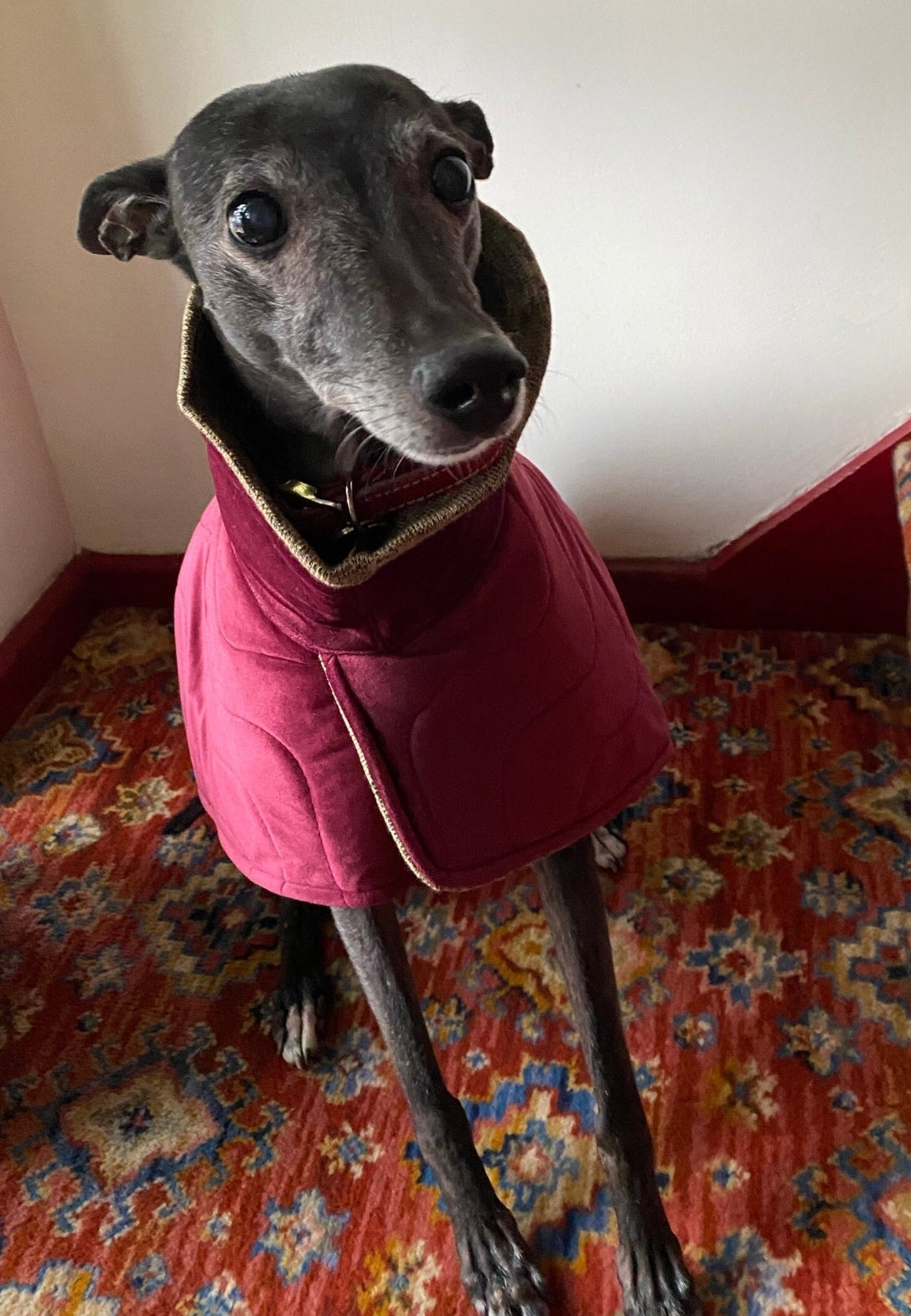 Ruby velvet knit jacket for greyhounds - the luxury regal collection