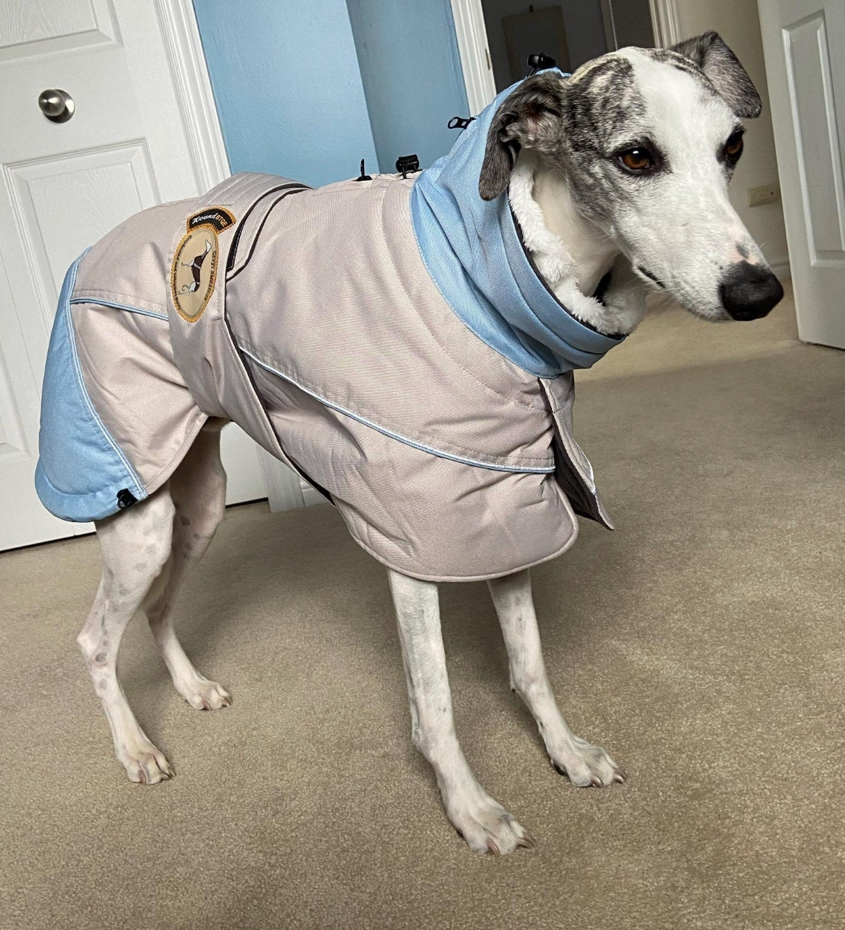 Waterproof Padded Luxury Jacket for Greyhounds sky blue /grey - the luxury winter jacket collection