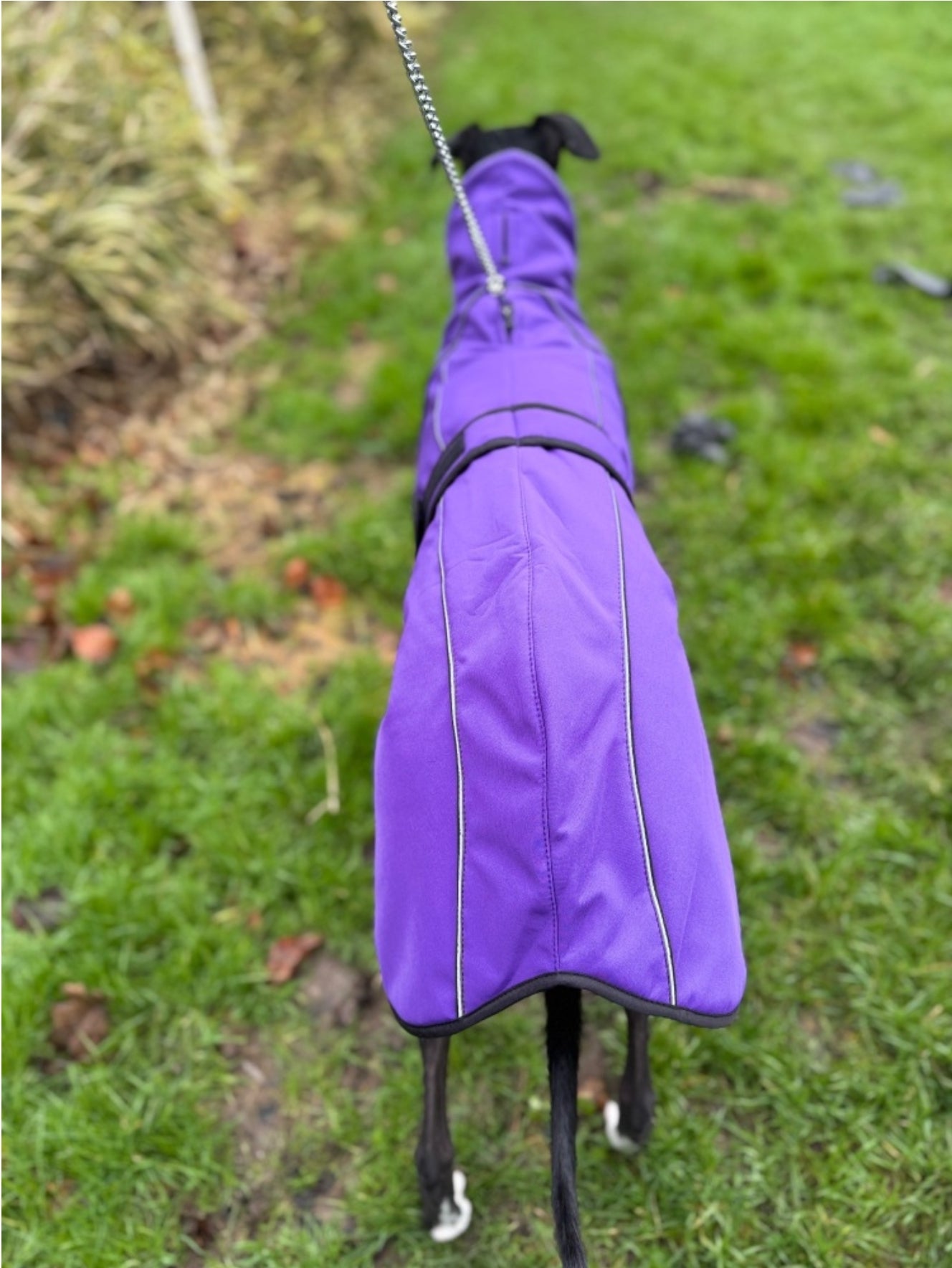 Deep Purple Soft Shell Jacket for Whippets - the luxury midweight collection