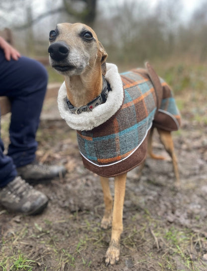 Maple tweed coat for whippets - the luxury tweed collection