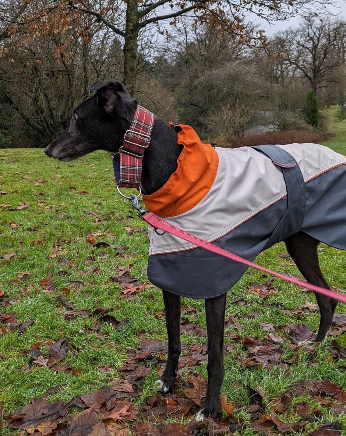 Rain coat for whippets, grey/orange - the waterproof rain coat collection