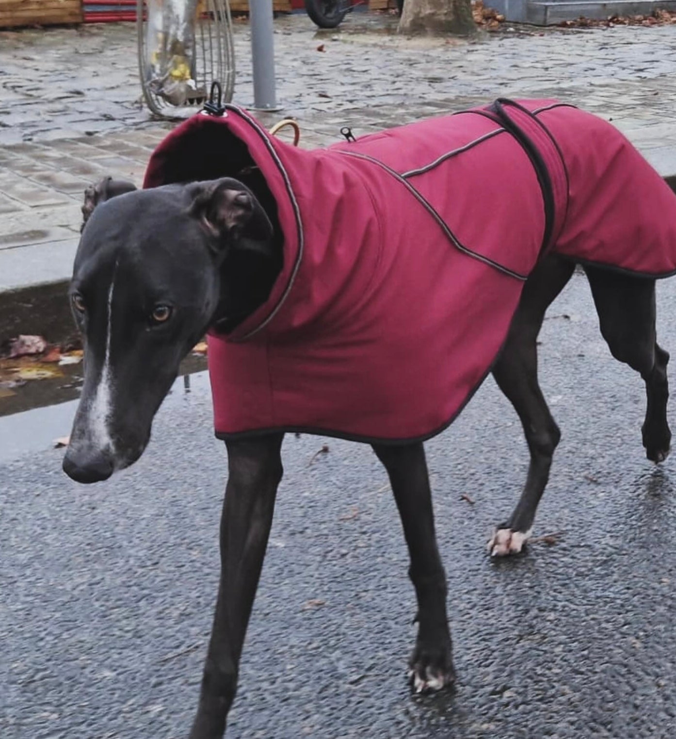 Deep Berry Soft Shell Jacket for Greyhounds - the luxury midweight collection