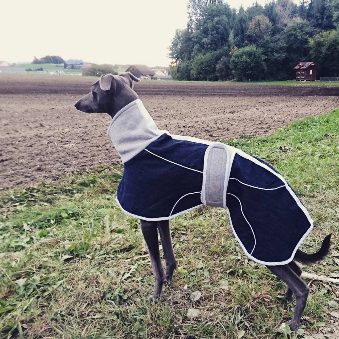 Indigo Blue Denim Coat for Greyhounds and whippets - the denim housecoat collection