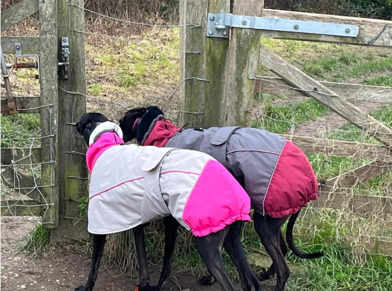 Waterproof Padded Luxury Jacket in pink for greyhounds and whippets - the luxury winter jacket collection