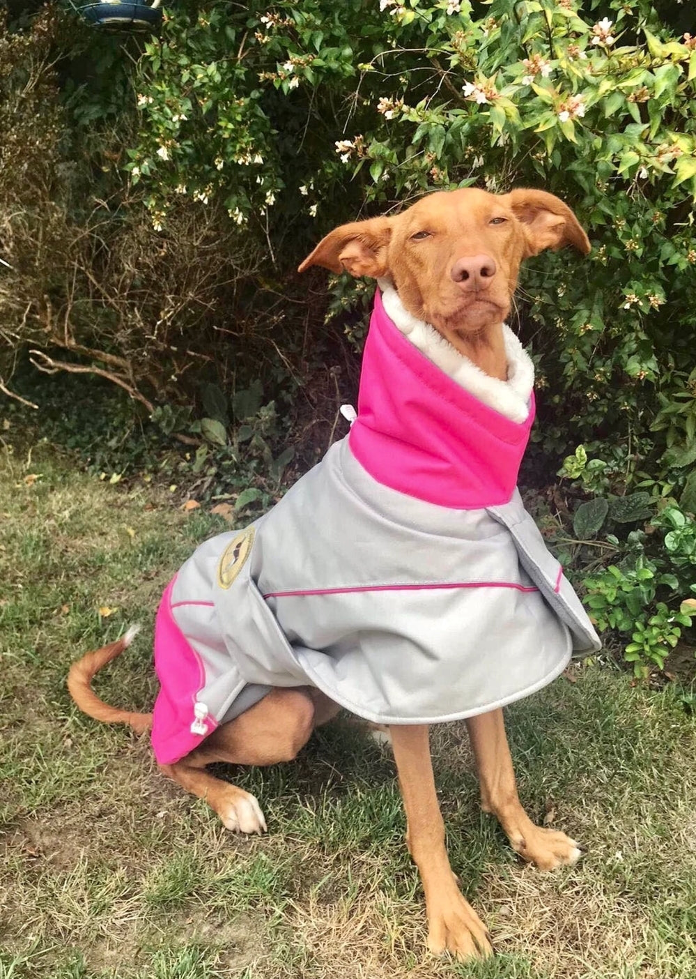 Waterproof Padded Luxury Jacket in pink for greyhounds and whippets - the luxury winter jacket collection