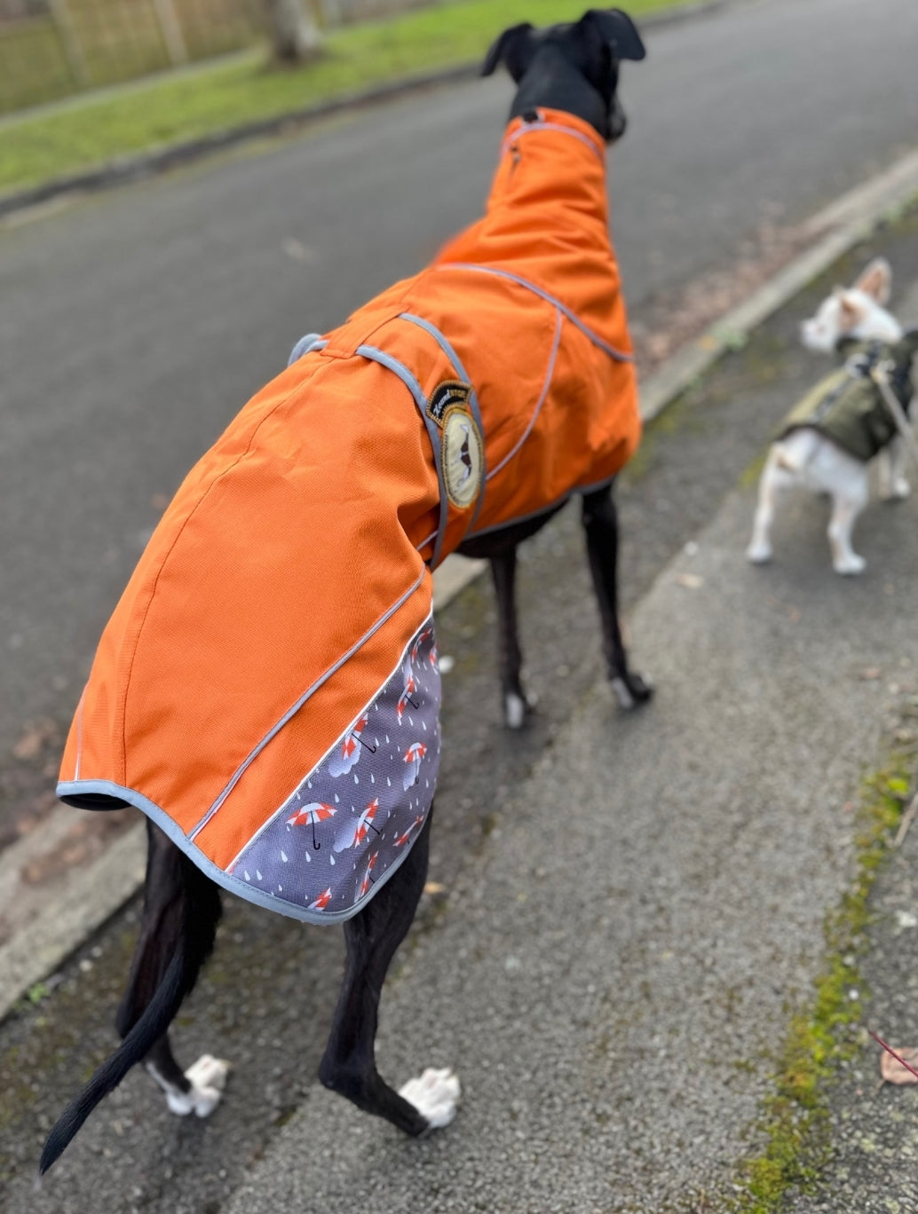 Orange umbrella print rain mac for whippets - the waterproof rain mac collection