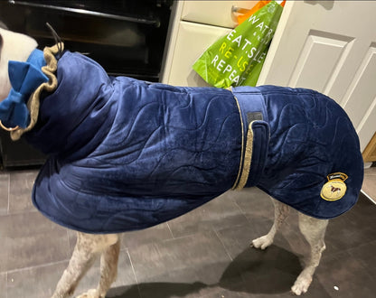 Sapphire velvet knit jacket for whippets - the luxury regal collection