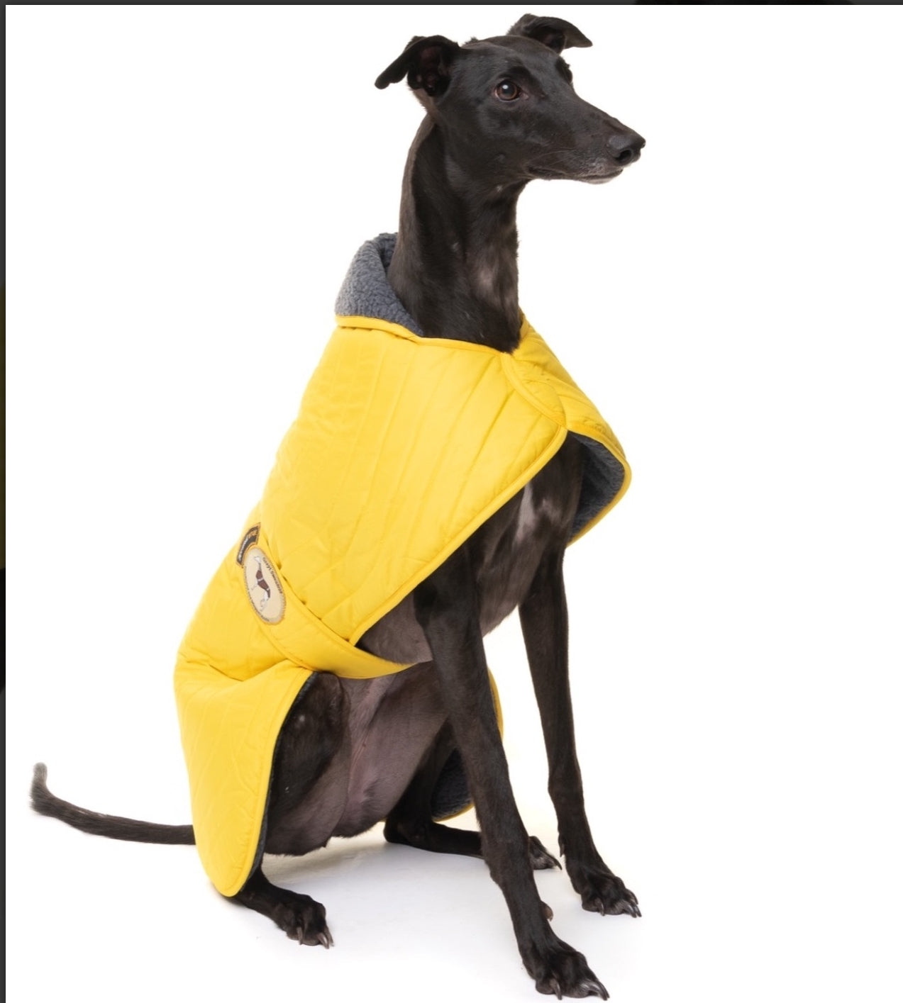 Sunny Yellow Quilted Jacket for Greyhounds - the premium quilted collection