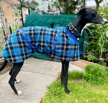 Blue/Black Checked Twill Coat & matching Martingale Collar for Greyhounds - the lighter layer collection