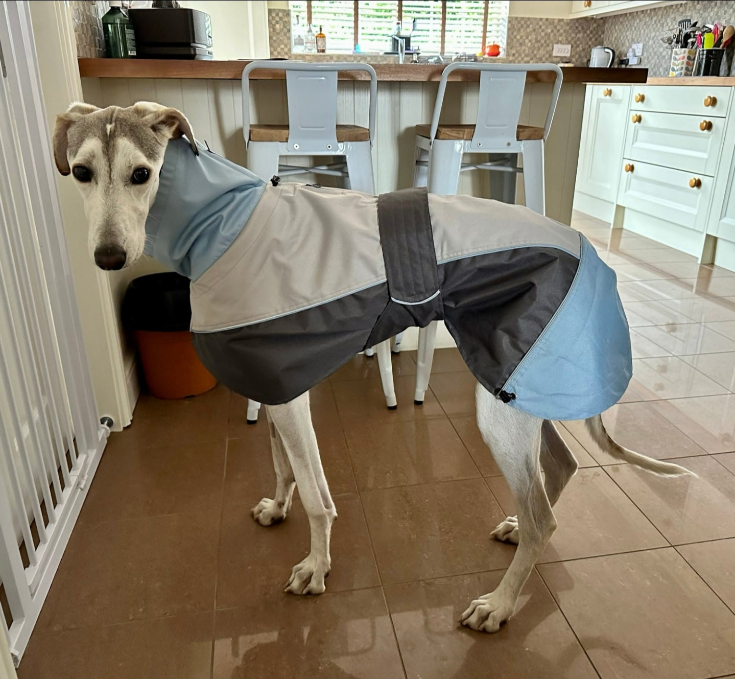 Waterproof rain coat for greyhounds, grey/powder blue - the waterproof rain coat collection