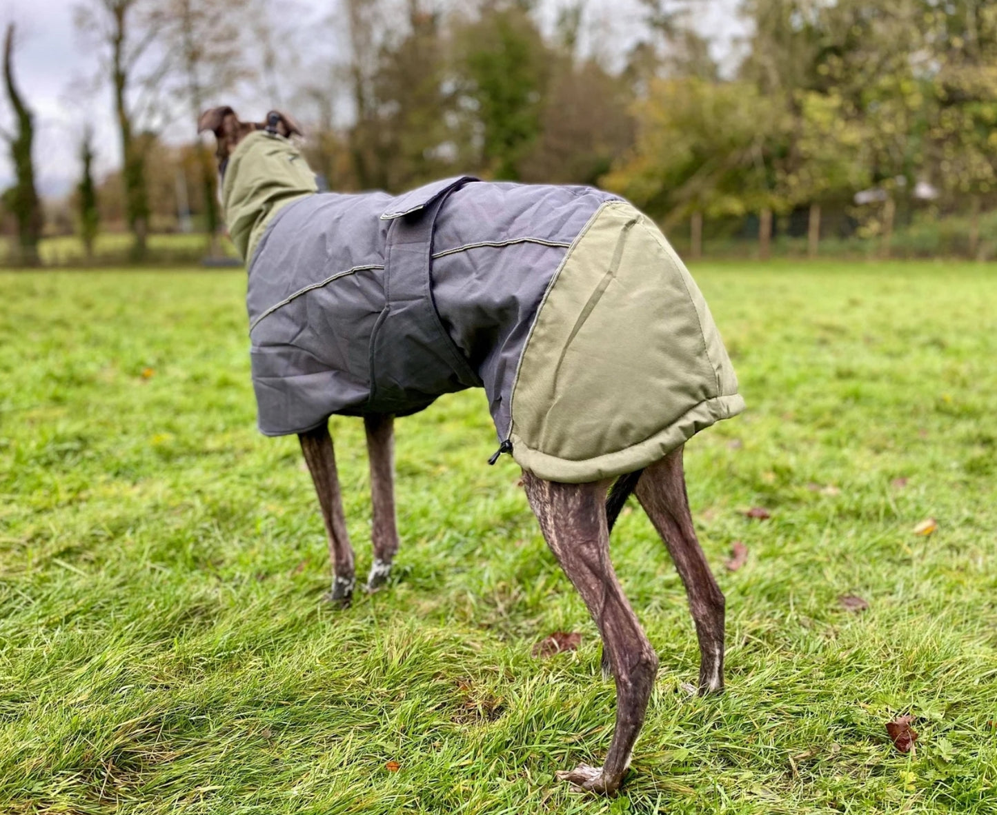 Waterproof Padded Luxury Jacket for Greyhounds Green/Grey- the luxury winter jacket collection