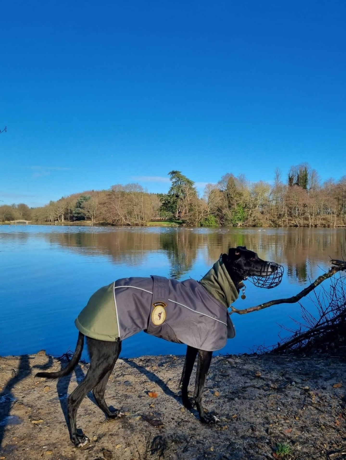 Waterproof Padded Luxury Jacket for Greyhounds Green/Grey- the luxury winter jacket collection