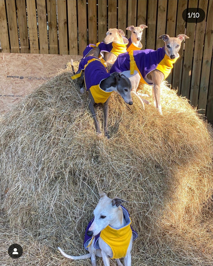 Sweat/Tee shirt for greyhounds, purple+yellow - the sweat tee shirt collection