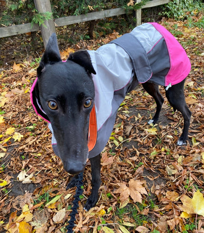 Rain coat for whippets, pink/grey - the waterproof rain coat collection