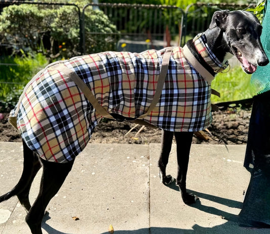 Beige/Brown Checked Twill Coat & matching Martingale Collar for Greyhounds-the lighter layer collection