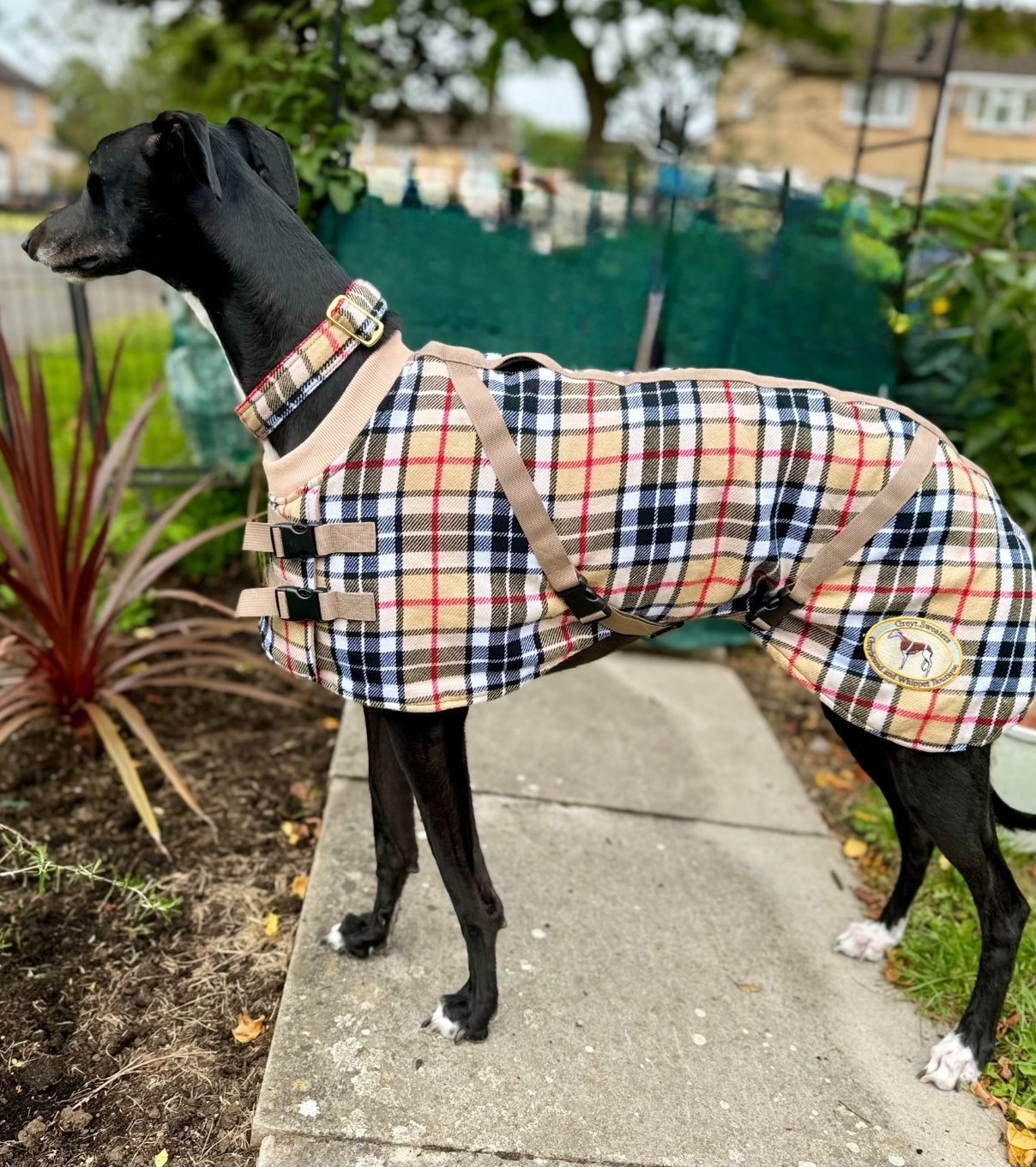 Beige/Brown Checked Twill Coat & matching Martingale Collar for Greyhounds-the lighter layer collection