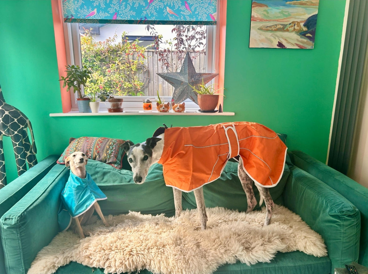 Orange rain mac for greyhounds - the waterproof rain mac collection