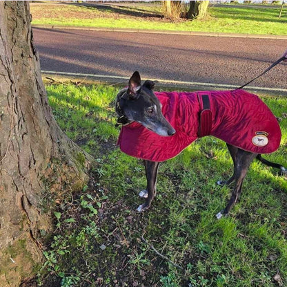 Ruby velvet knit jacket for whippets - the luxury regal collection