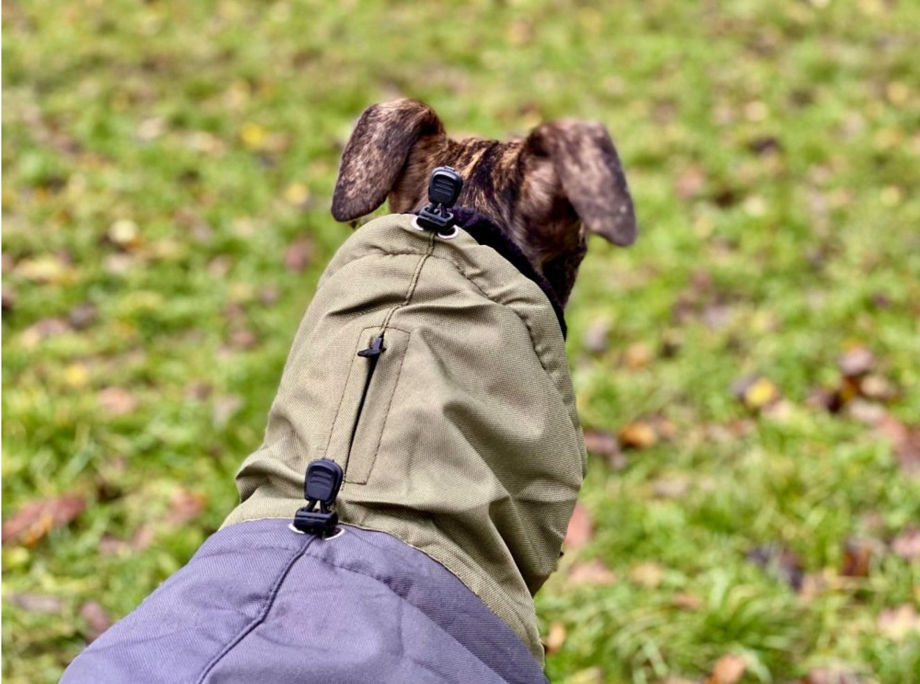 Waterproof Padded Luxury Jacket for Greyhounds Green/Grey- the luxury winter jacket collection