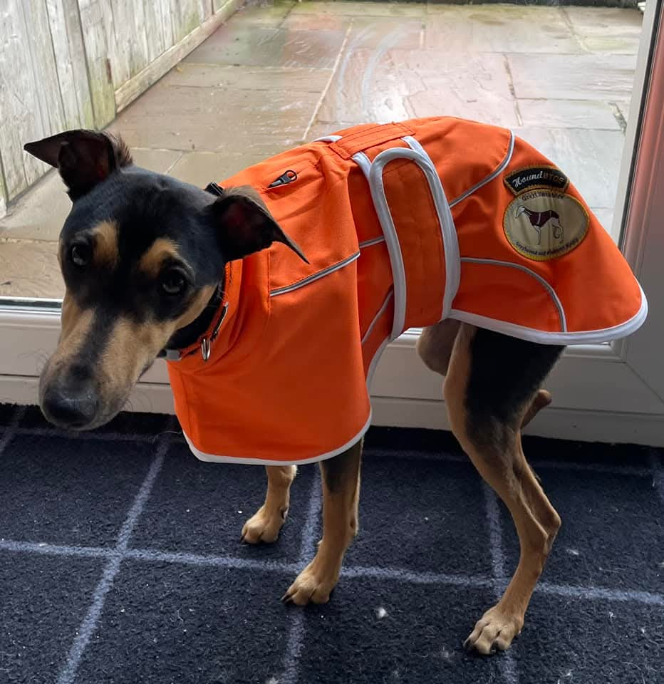 Orange rain mac for greyhounds - the waterproof rain mac collection