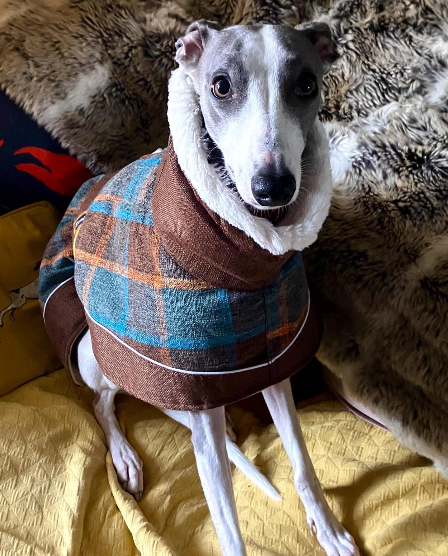 Maple tweed coats for greyhounds--the luxury tweed collection