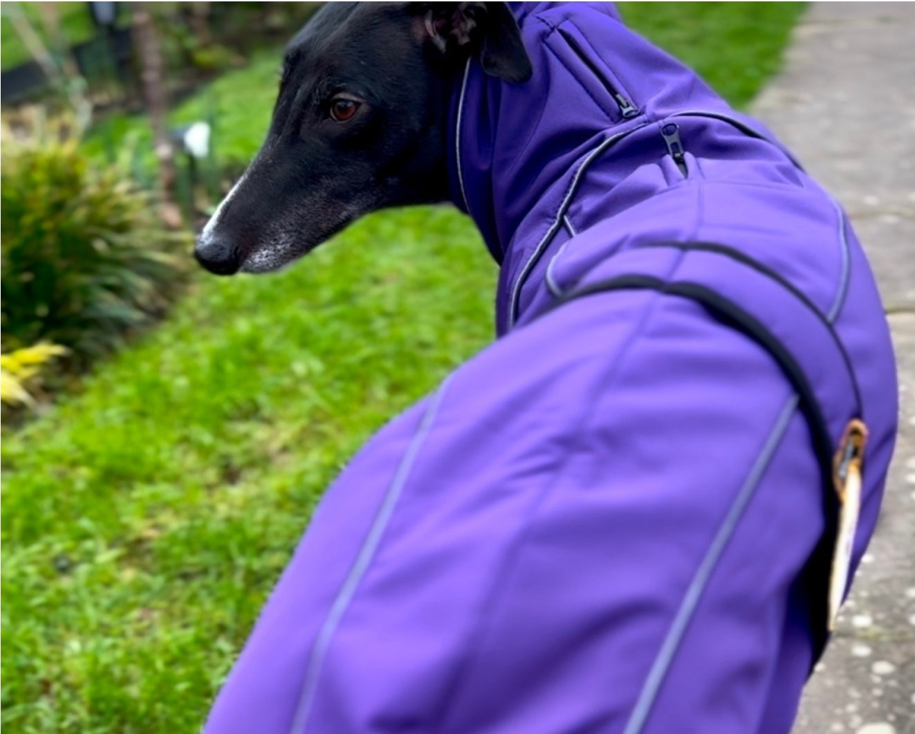 Deep Purple Soft Shell Jacket for Greyhounds - the luxury midweight collection