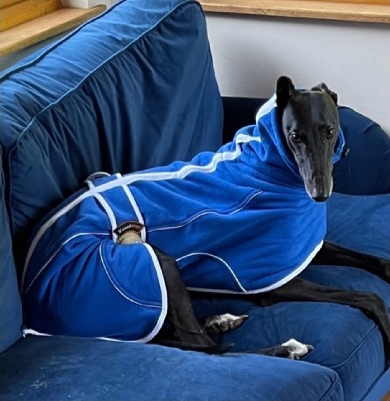 Royal Blue Fleece Housecoat for Greyhounds and whippets - the fleece housecoat collection